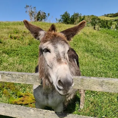Casas D'arramada * Ribeira Funda (Faial)